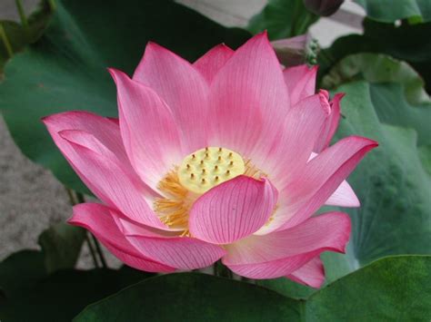 lotus wikipedia